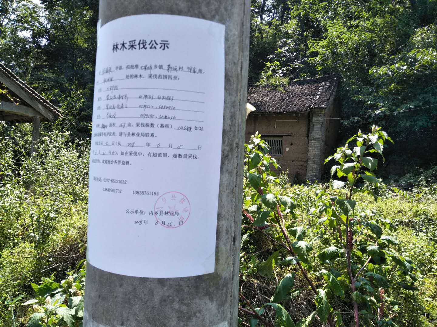 徐海联采伐公示