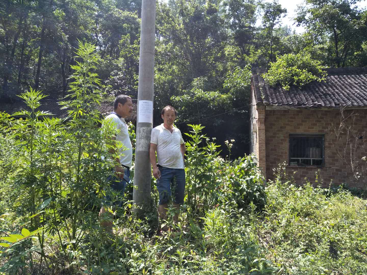 徐海联采伐公示