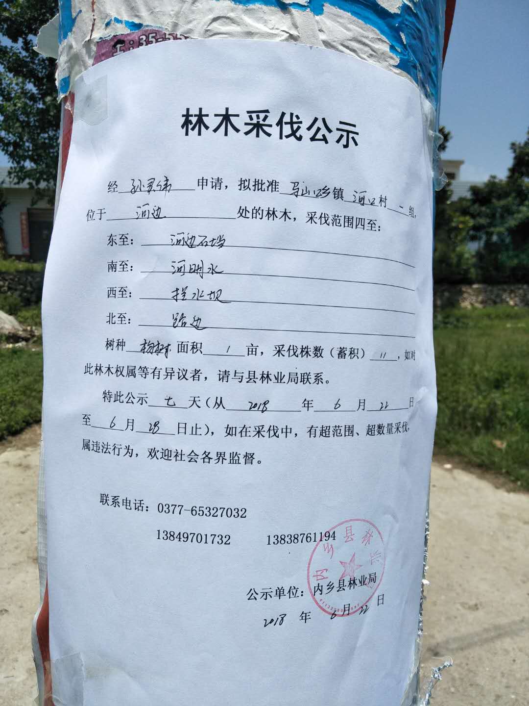 孙灵伟采伐公示